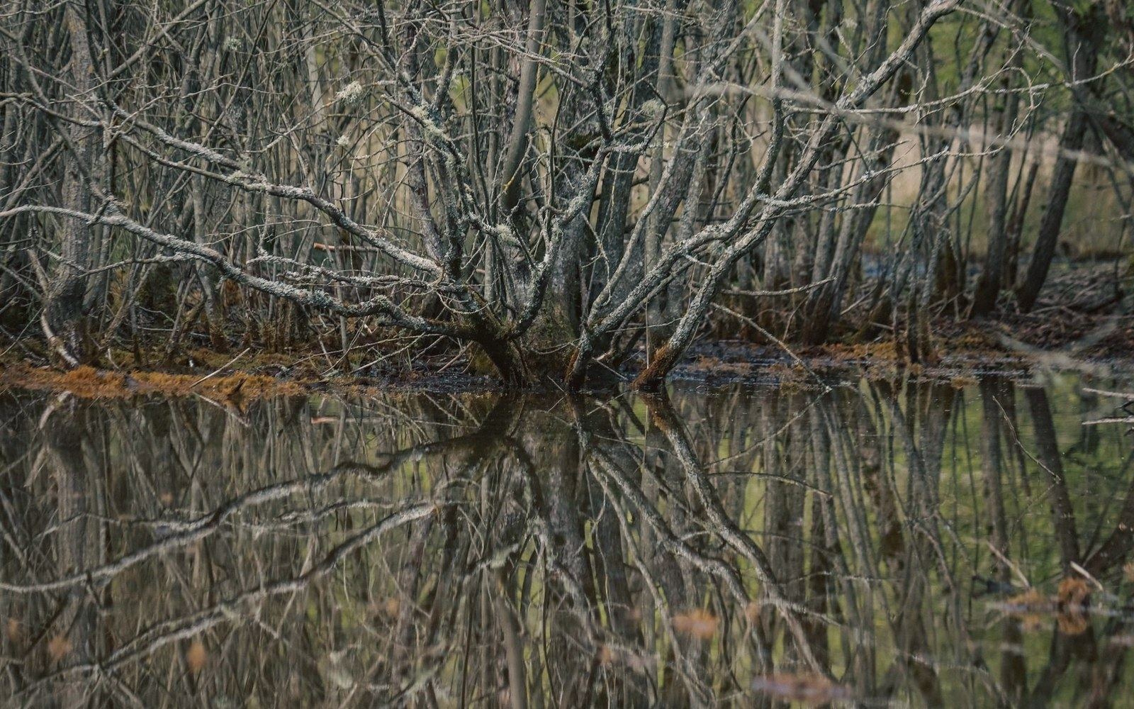 Bare, lichen-covered branches reflect symmetrically in still swamp water