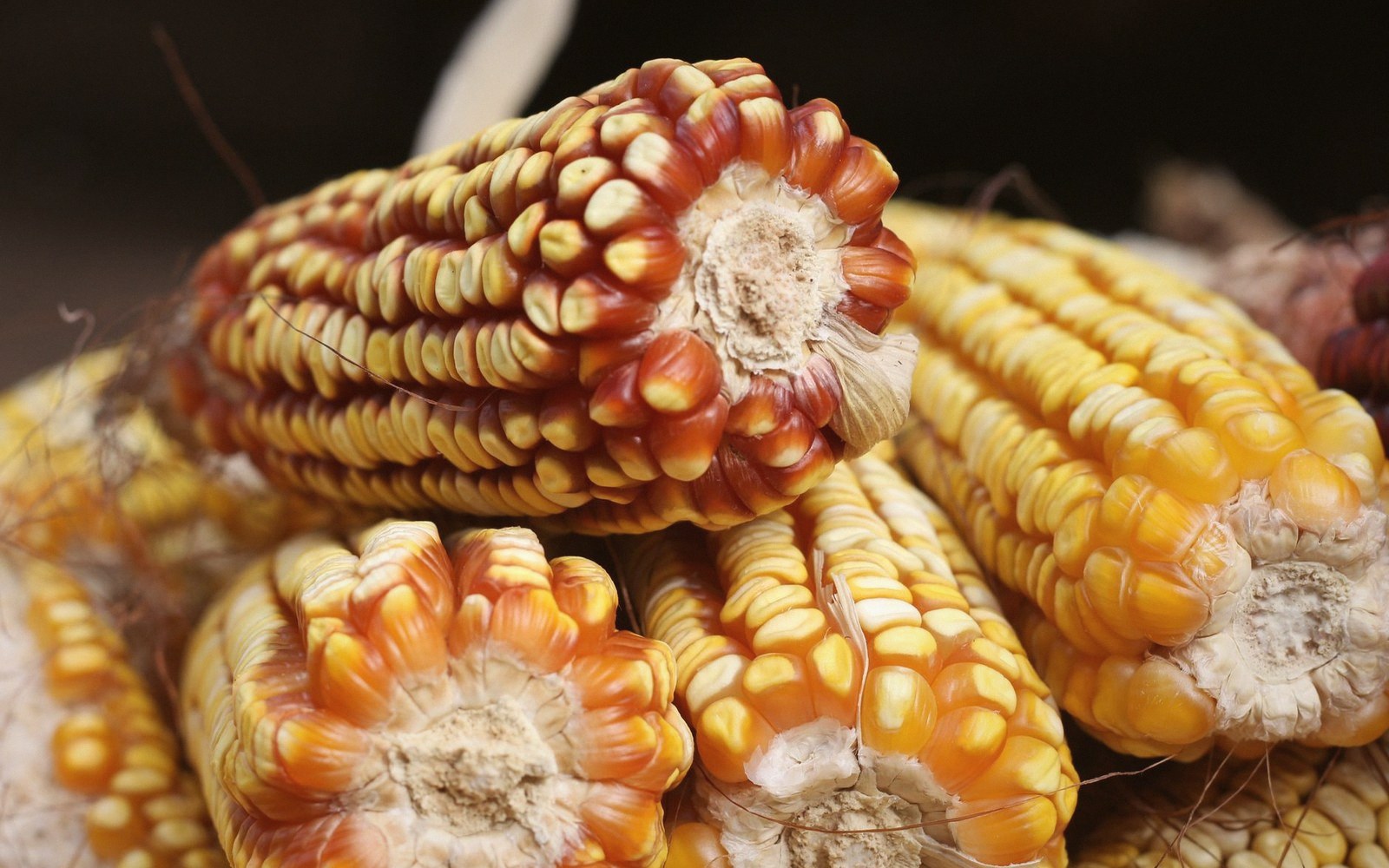 Close-up of dried corn cobs with red and yellow kernels stacked together