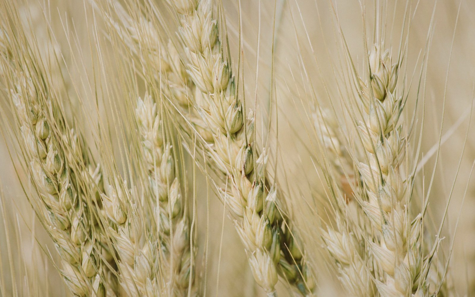Close-up of ripening wheat heads with long bristly awns in a field