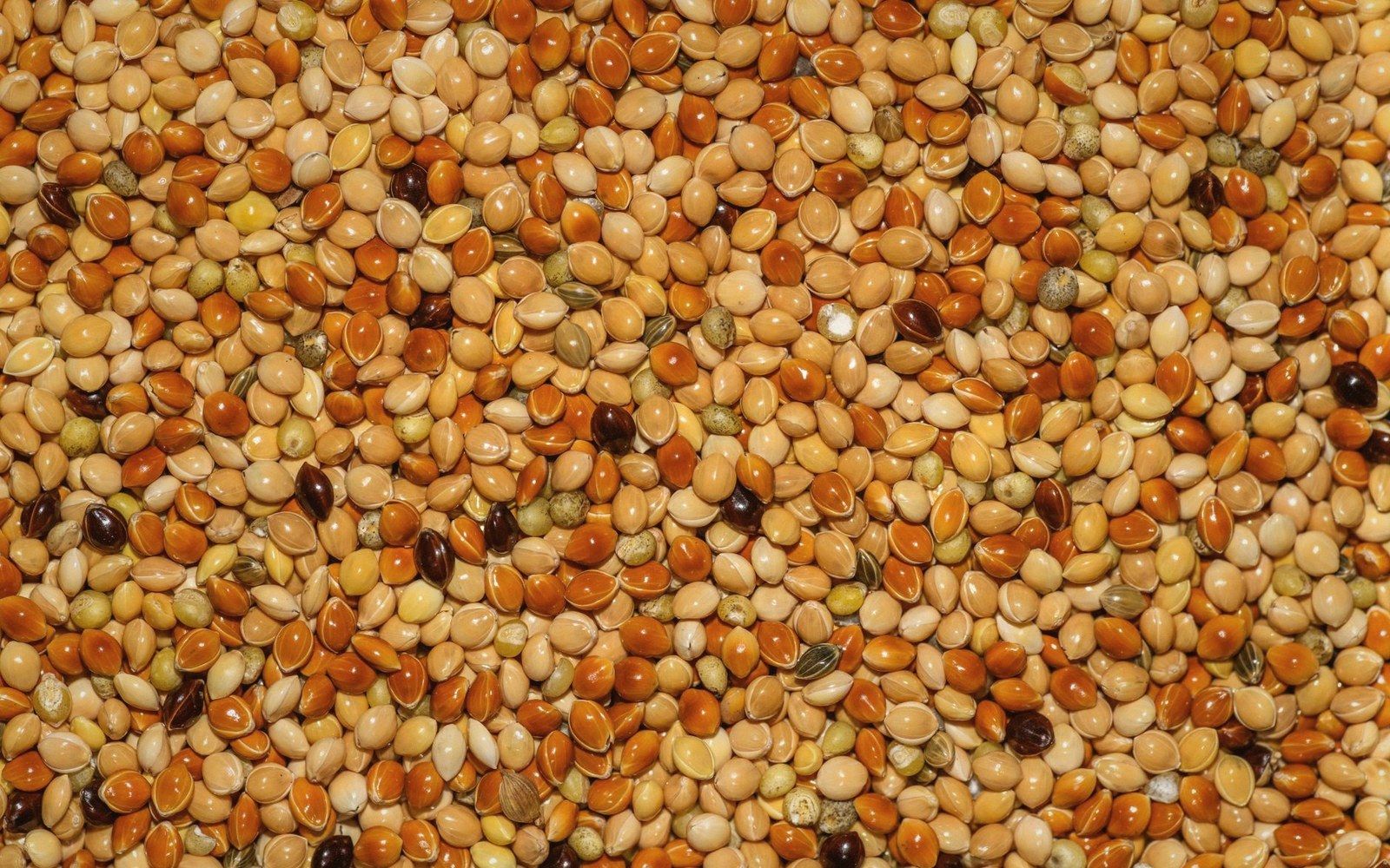 A close-up of dried lentils in varying shades of brown, orange, and tan
