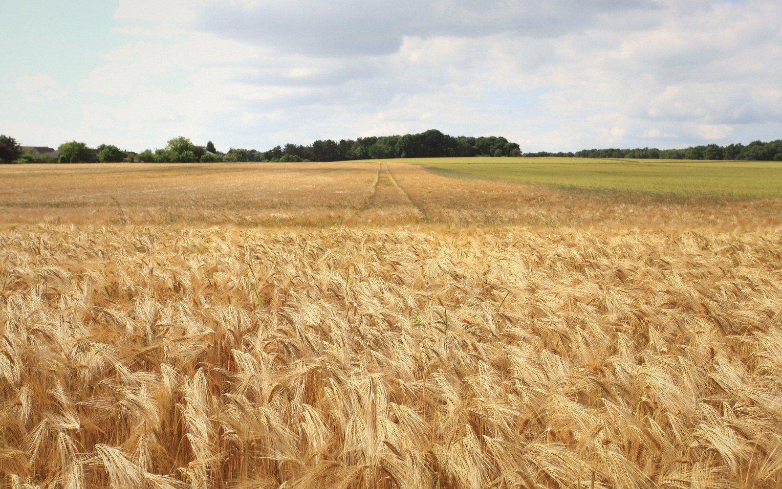 Golden barley field stretching toward distant trees under a partly cloudy sky