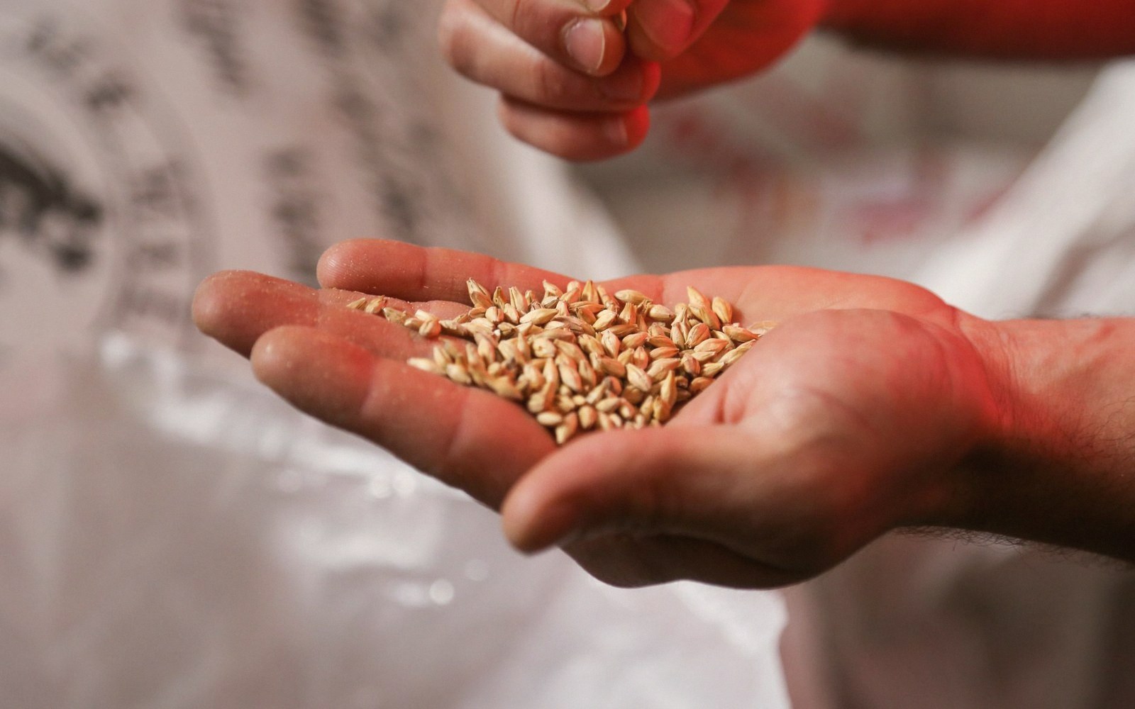 Loose barley grain cupped in a pair of adult hands, shallow depth of field, warm cellar light from the left